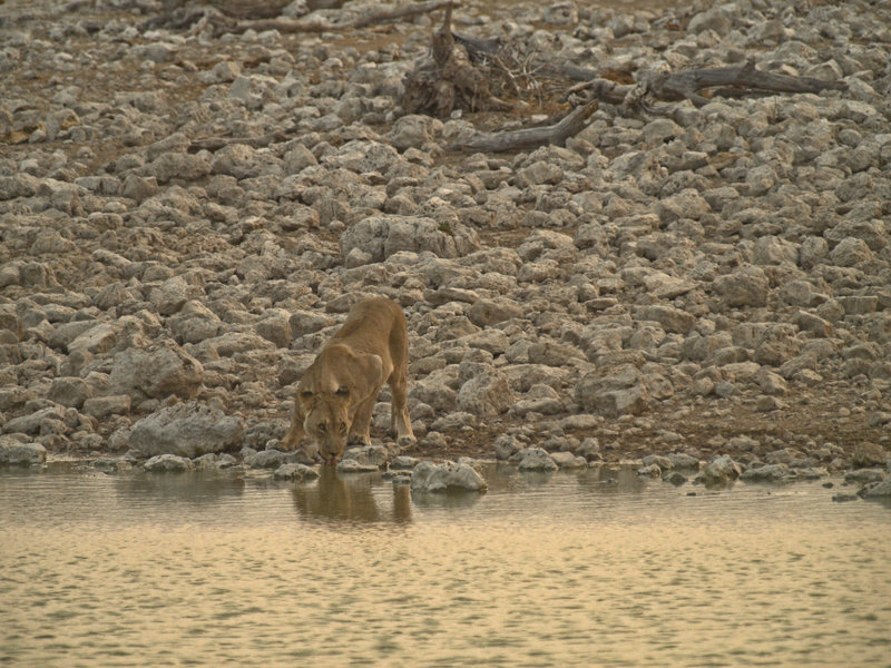 Okaukuejo, Lion